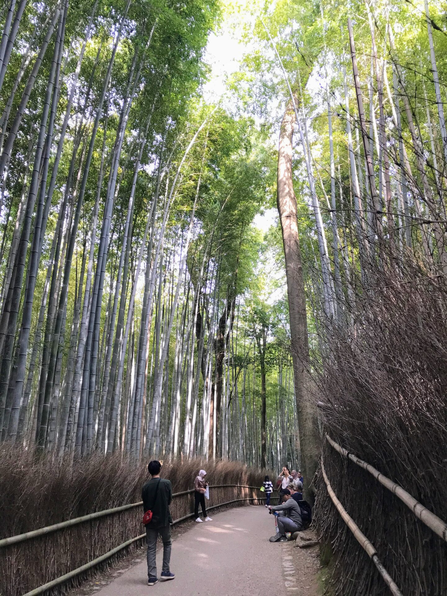 Path through the Arashiyama Bamboo Forest in Kyoto, Japan